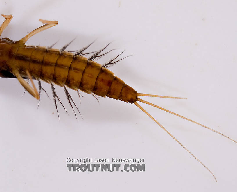 Neoleptophlebia Mayfly Nymph from Mongaup Creek in New York