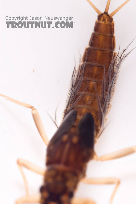 Neoleptophlebia Mayfly Nymph from Mongaup Creek in New York