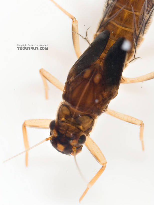 Neoleptophlebia Mayfly Nymph from Mongaup Creek in New York