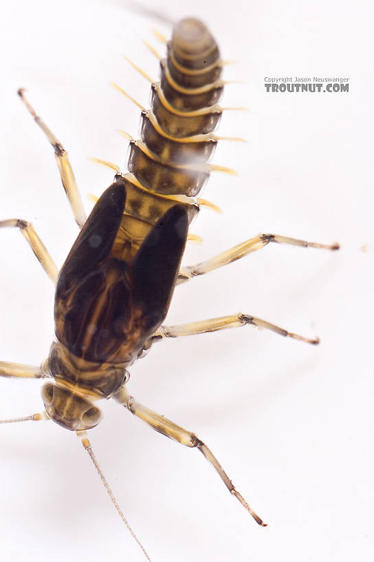 Baetis (Blue-Winged Olives) Mayfly Nymph from Mongaup Creek in New York