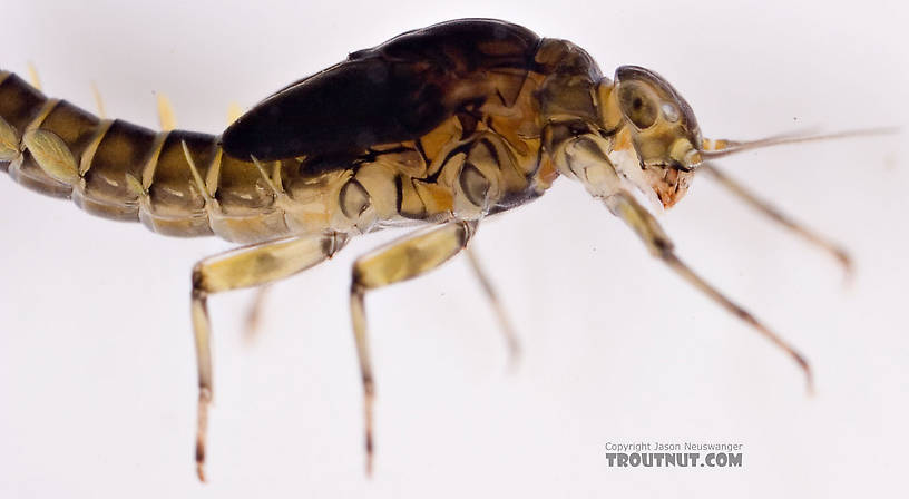 Baetis (Blue-Winged Olives) Mayfly Nymph from Mongaup Creek in New York