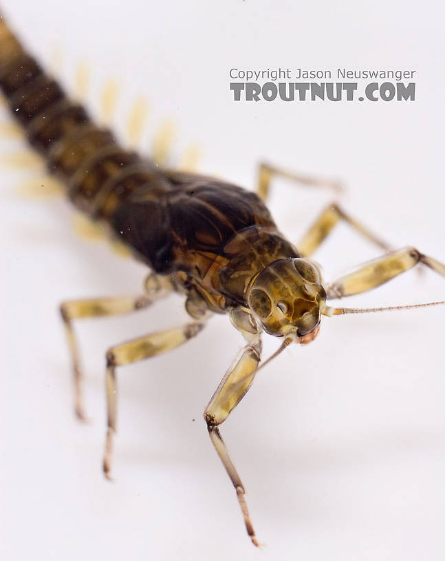 Baetis (Blue-Winged Olives) Mayfly Nymph from Mongaup Creek in New York