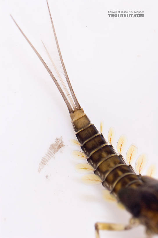 Baetis (Blue-Winged Olives) Mayfly Nymph from Mongaup Creek in New York