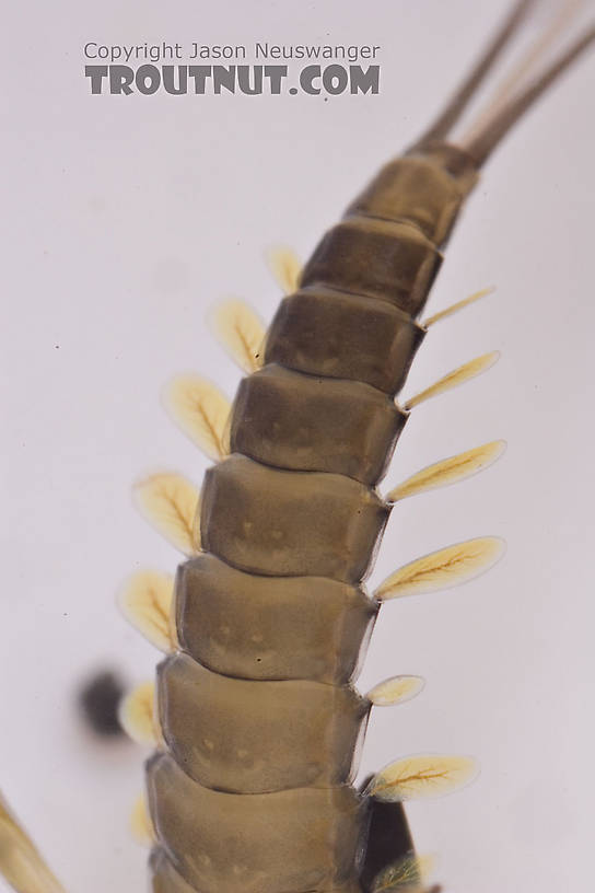 Baetis (Blue-Winged Olives) Mayfly Nymph from Mongaup Creek in New York