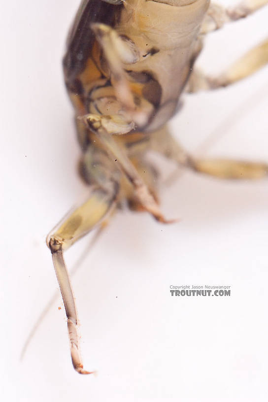 Baetis (Blue-Winged Olives) Mayfly Nymph from Mongaup Creek in New York