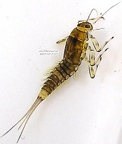 Baetidae (Blue-Winged Olives) Mayfly Nymph