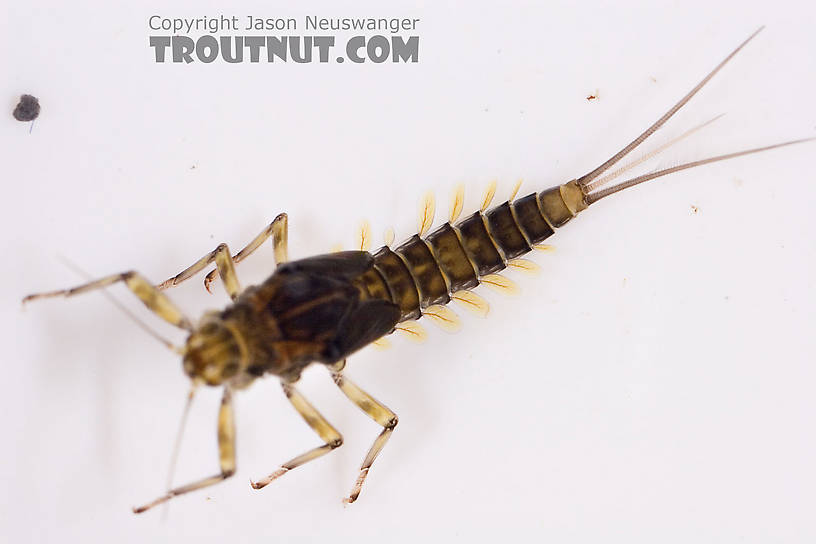 Baetis (Blue-Winged Olives) Mayfly Nymph from Mongaup Creek in New York