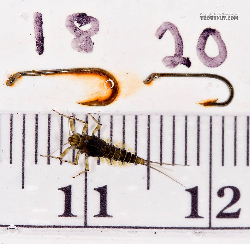 Baetis (Blue-Winged Olives) Mayfly Nymph from Mongaup Creek in New York