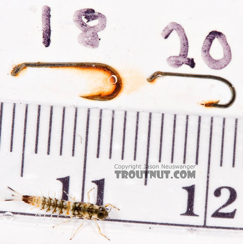 Ameletus (Brown Duns) Mayfly Nymph from Mongaup Creek in New York