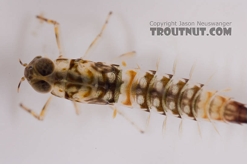 Ameletus (Brown Duns) Mayfly Nymph from Mongaup Creek in New York