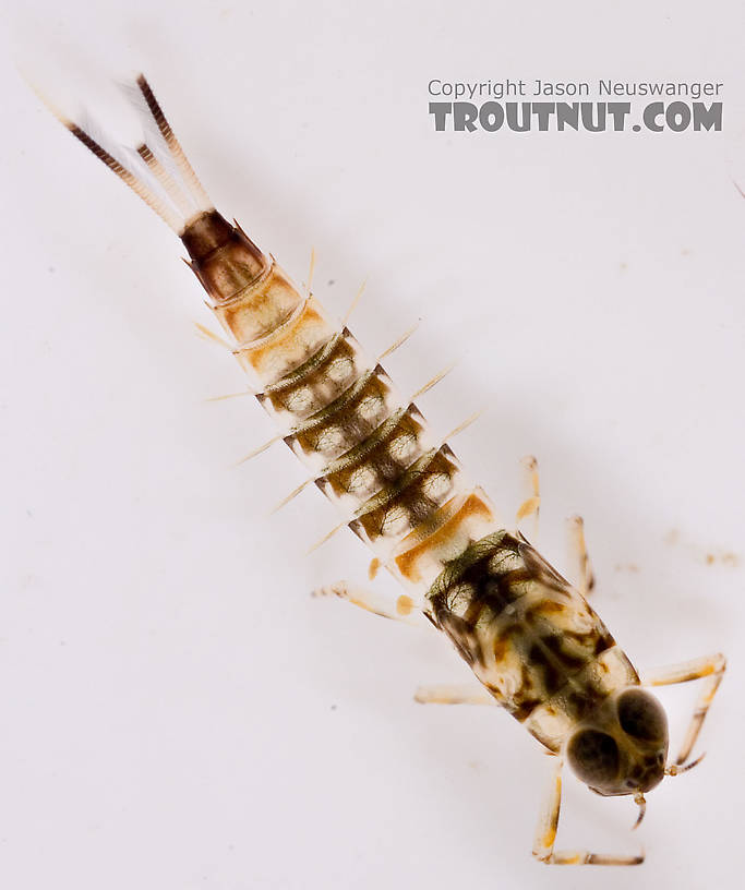 Ameletus (Brown Duns) Mayfly Nymph from Mongaup Creek in New York