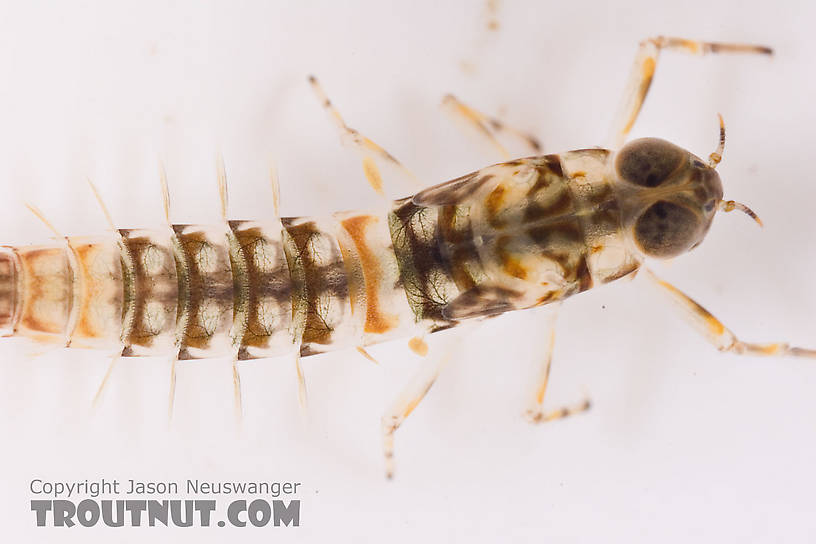 Ameletus (Brown Duns) Mayfly Nymph from Mongaup Creek in New York