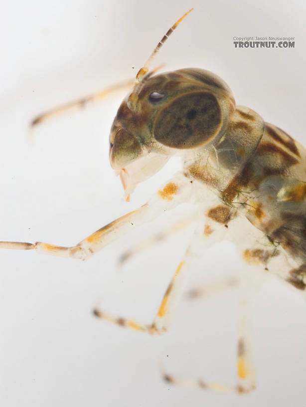 Ameletus (Brown Duns) Mayfly Nymph from Mongaup Creek in New York