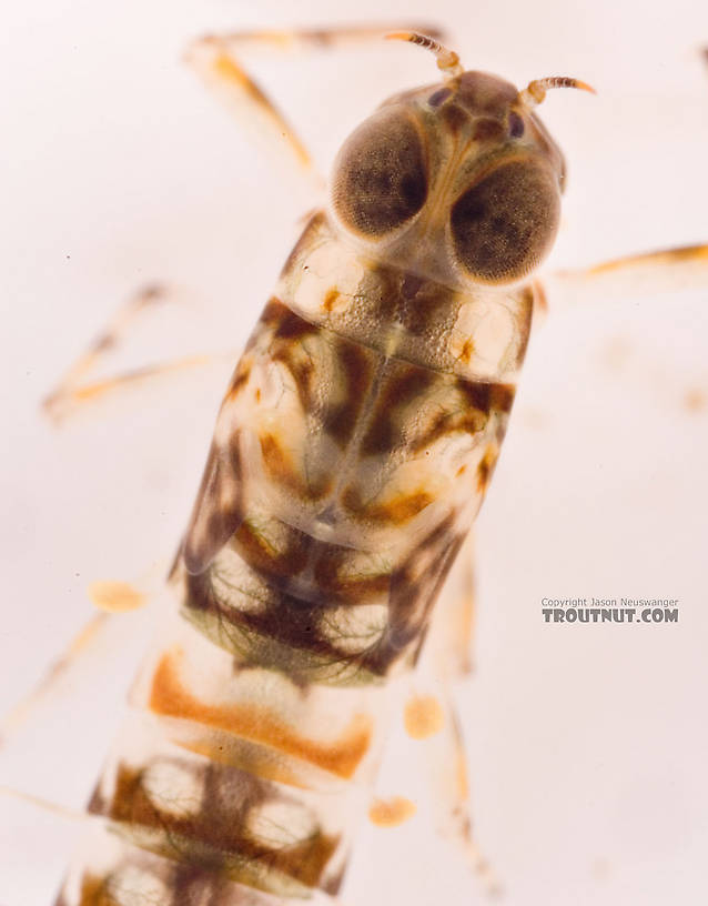 Ameletus (Brown Duns) Mayfly Nymph from Mongaup Creek in New York