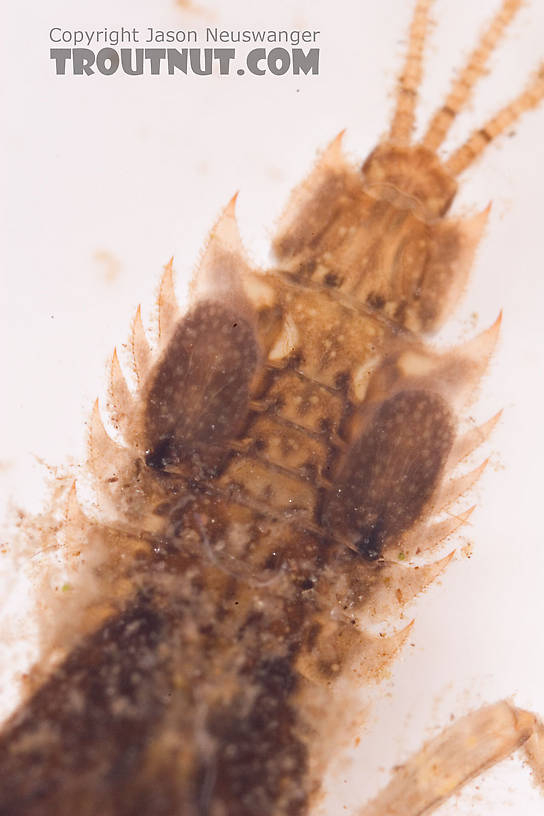 Eurylophella (Chocolate Duns) Mayfly Nymph from Mongaup Creek in New York