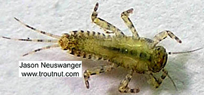 Ephemerella invaria (Sulphur Dun) Mayfly Nymph from the Namekagon River in Wisconsin