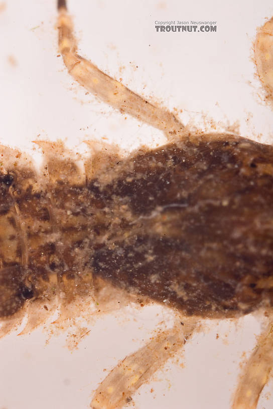 Eurylophella (Chocolate Duns) Mayfly Nymph from Mongaup Creek in New York