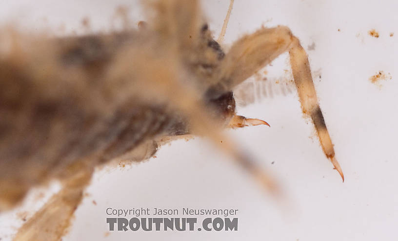 Eurylophella (Chocolate Duns) Mayfly Nymph from Mongaup Creek in New York