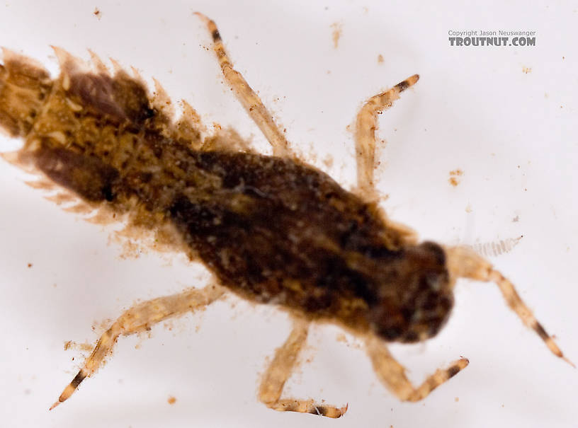 Eurylophella (Chocolate Duns) Mayfly Nymph from Mongaup Creek in New York