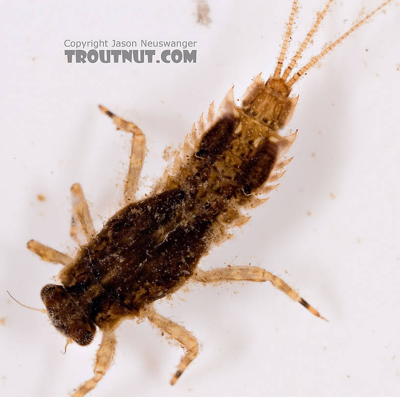 Eurylophella (Chocolate Duns) Mayfly Nymph from Mongaup Creek in New York