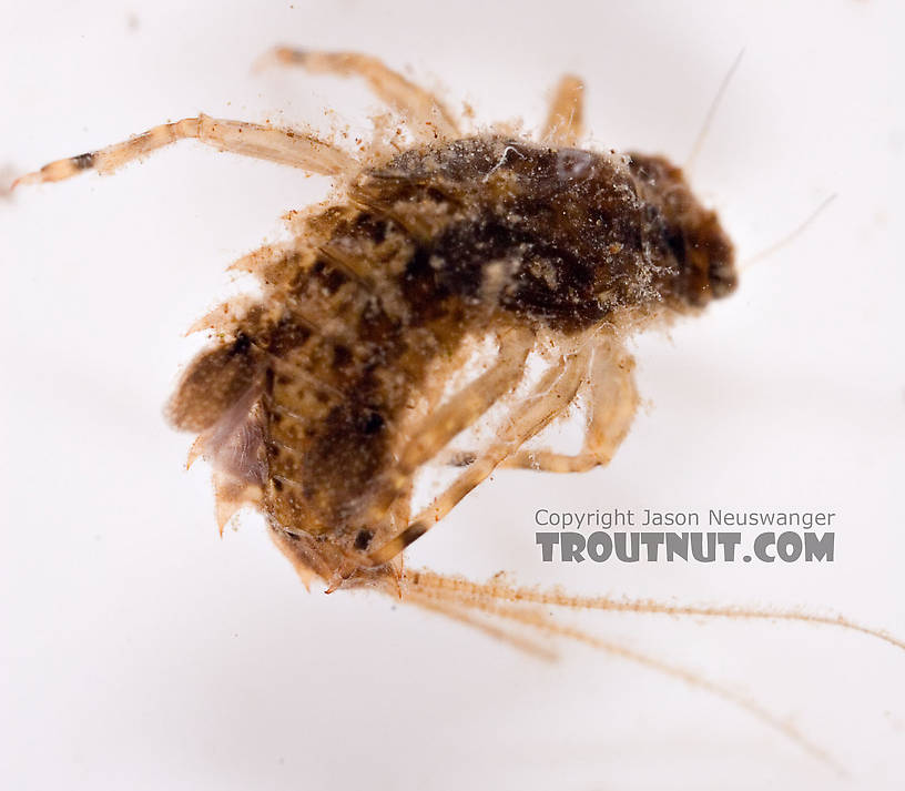 Eurylophella (Chocolate Duns) Mayfly Nymph from Mongaup Creek in New York