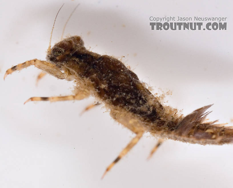 Eurylophella (Chocolate Duns) Mayfly Nymph from Mongaup Creek in New York