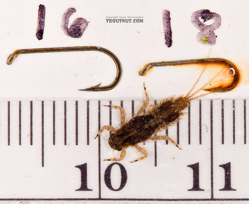 Eurylophella (Chocolate Duns) Mayfly Nymph from Mongaup Creek in New York