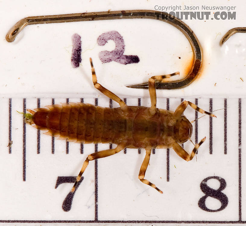 Ephemerella aurivillii Mayfly Nymph from Mongaup Creek in New York