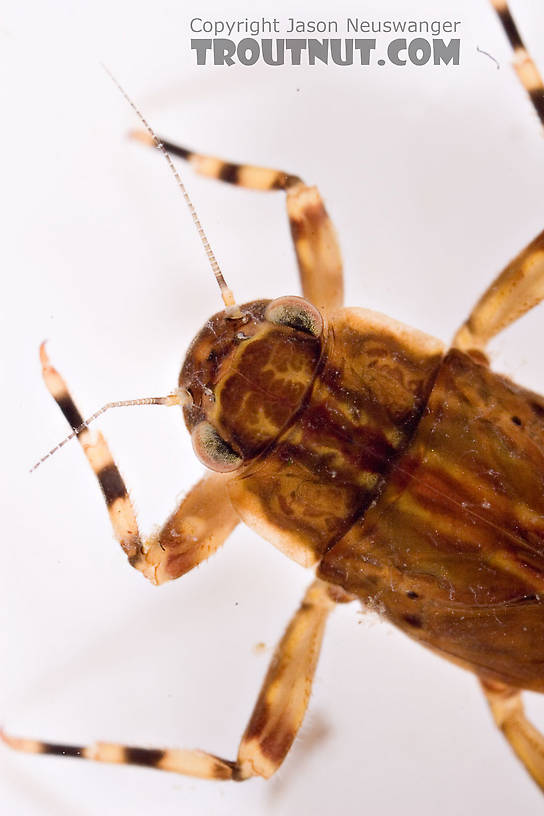 Ephemerella aurivillii Mayfly Nymph from Mongaup Creek in New York