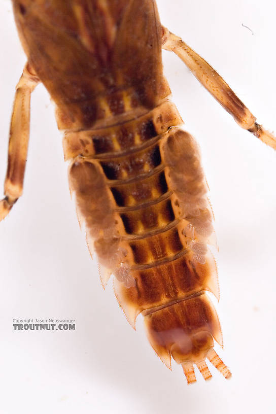 Ephemerella aurivillii Mayfly Nymph from Mongaup Creek in New York