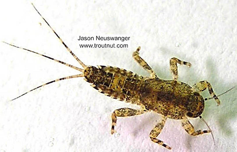 Ephemerella invaria (Sulphur Dun) Mayfly Nymph from the Namekagon River in Wisconsin