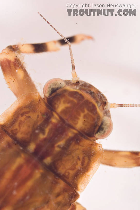 Ephemerella aurivillii Mayfly Nymph from Mongaup Creek in New York