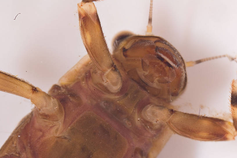 Ephemerella aurivillii Mayfly Nymph from Mongaup Creek in New York