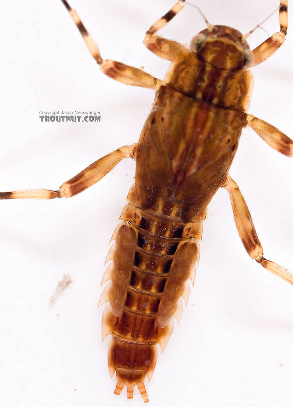 Ephemerella aurivillii Mayfly Nymph from Mongaup Creek in New York