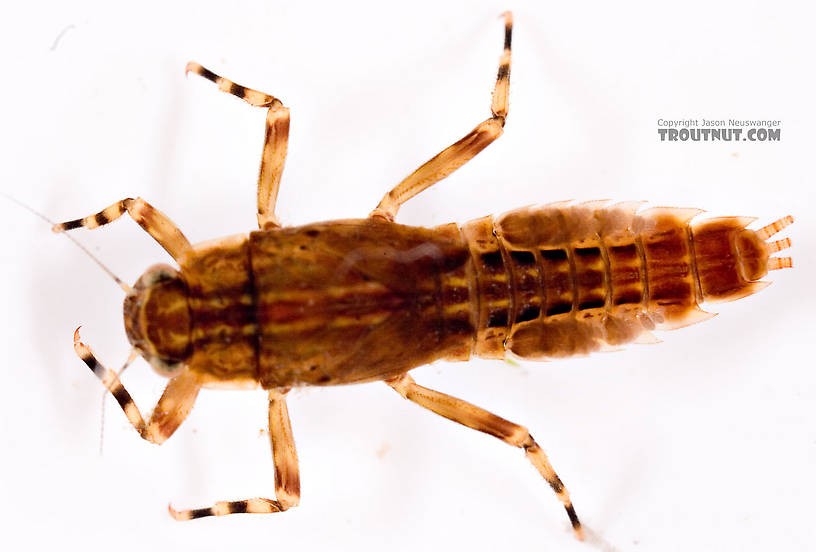 Ephemerella aurivillii Mayfly Nymph from Mongaup Creek in New York