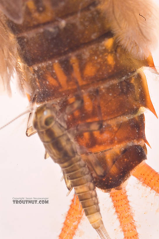 This one had a hitchhiker I didn't notice at first.  Stenonema femoratum (Cream Cahill) Mayfly Nymph from Mongaup Creek in New York