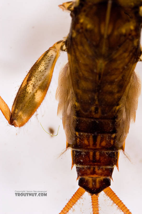 This is the picture that shows why this is Stenonema instead of Maccaffertium.  The main gills are rounded rather than truncate (square-ish) and the last, thread-like pair of gills is visibly tracheated (that little stripe through the center).  Those characteristics distinguish Stenonema femoratum.  Stenonema femoratum (Cream Cahill) Mayfly Nymph from Mongaup Creek in New York