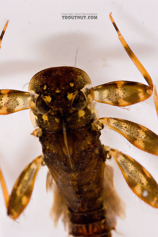 Stenonema femoratum (Cream Cahill) Mayfly Nymph from Mongaup Creek in New York