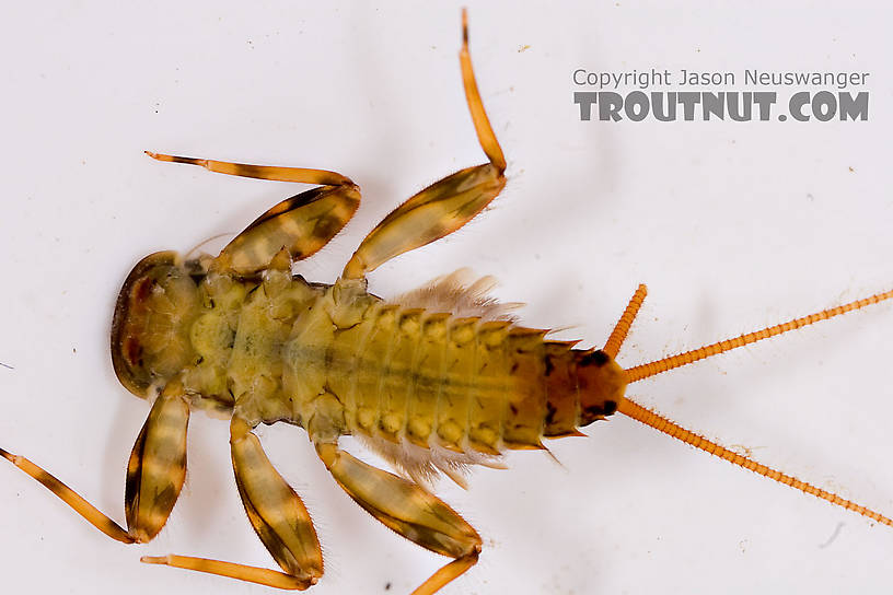 Stenonema femoratum (Cream Cahill) Mayfly Nymph from Mongaup Creek in New York