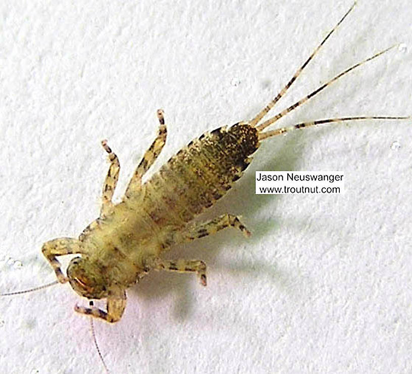 Ephemerella invaria (Sulphur Dun) Mayfly Nymph from the Namekagon River in Wisconsin