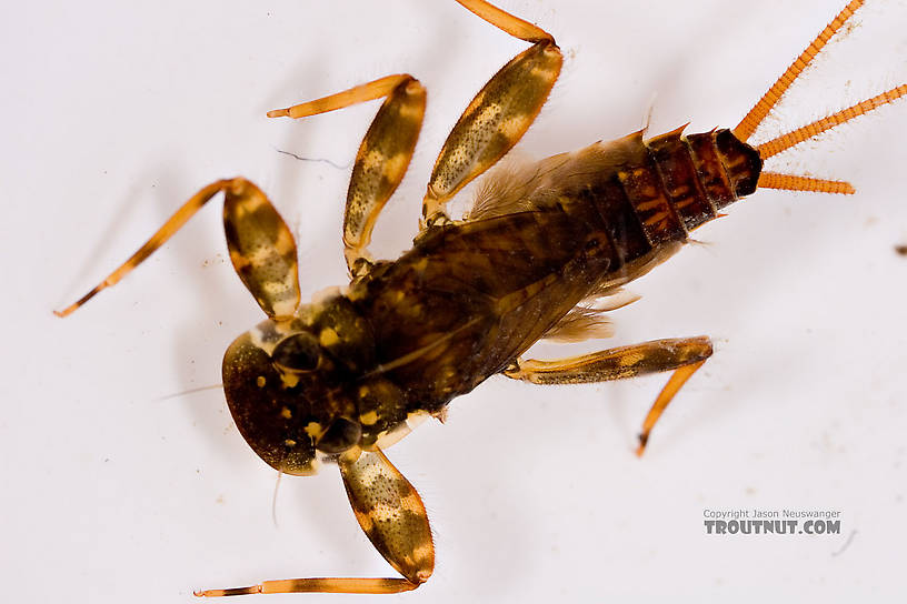 Stenonema femoratum (Cream Cahill) Mayfly Nymph from Mongaup Creek in New York