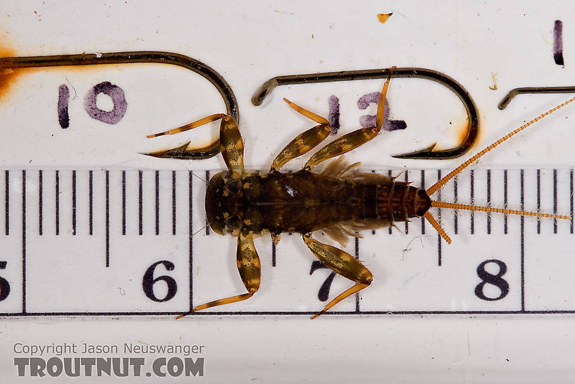 Stenonema femoratum (Cream Cahill) Mayfly Nymph from Mongaup Creek in New York