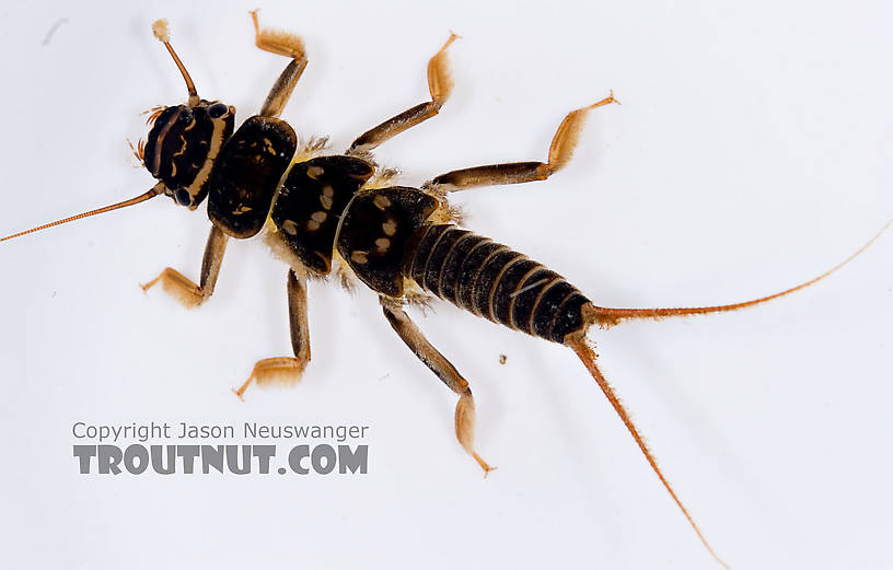 Acroneuria abnormis (Golden Stone) Stonefly Nymph from Mongaup Creek in New York