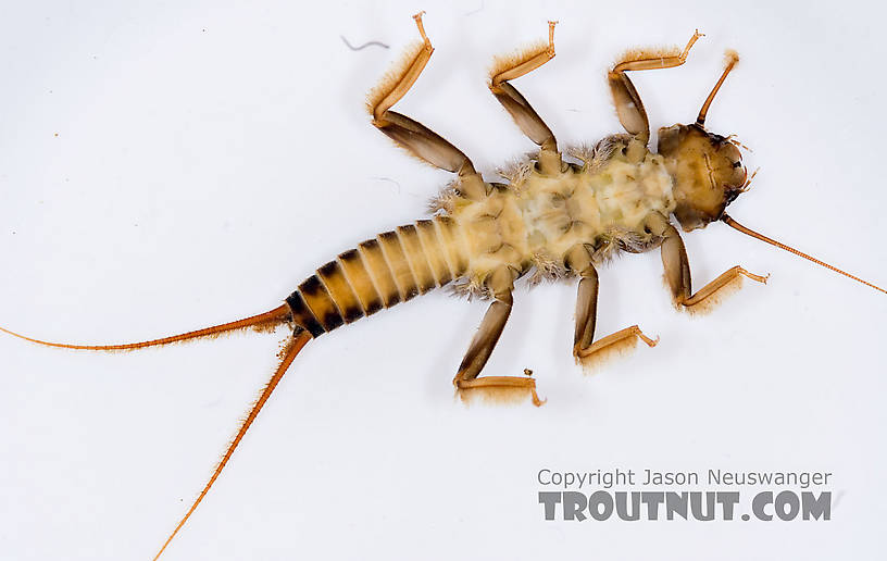 Acroneuria abnormis (Golden Stone) Stonefly Nymph from Mongaup Creek in New York