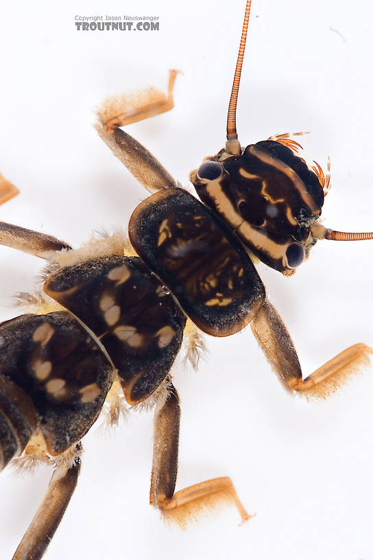 Acroneuria abnormis (Golden Stone) Stonefly Nymph from Mongaup Creek in New York