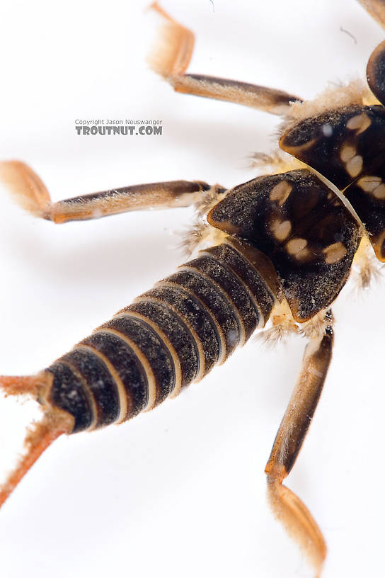 Acroneuria abnormis (Golden Stone) Stonefly Nymph from Mongaup Creek in New York