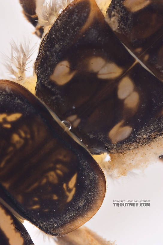 Acroneuria abnormis (Golden Stone) Stonefly Nymph from Mongaup Creek in New York