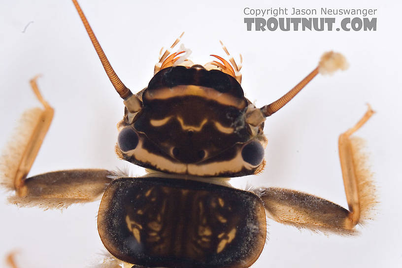 Acroneuria abnormis (Golden Stone) Stonefly Nymph from Mongaup Creek in New York