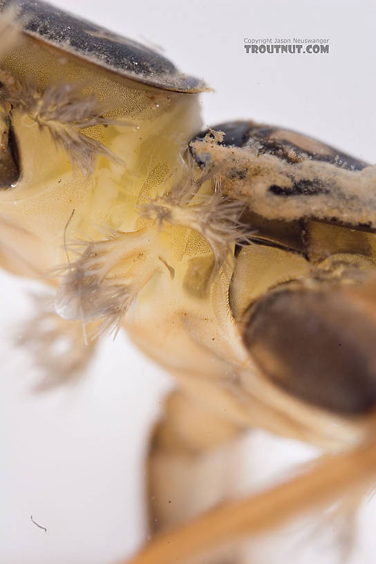 Acroneuria abnormis (Golden Stone) Stonefly Nymph from Mongaup Creek in New York