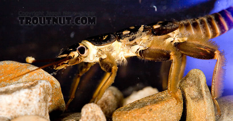 Acroneuria abnormis (Golden Stone) Stonefly Nymph from Mongaup Creek in New York